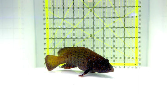 Argus Grouper AG083101 WYSIWYG Size: XL/Show 7.25"