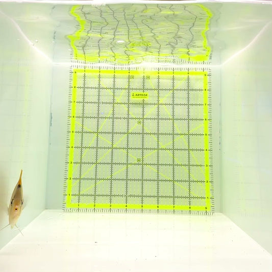 Punctato Butterflyfish PB112201 WYSIWYG Size: L 3.75”