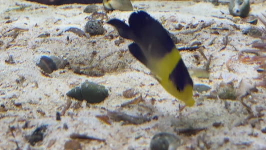 Venustus Angelfish VA082401 WYSIWYG Size: S 2"