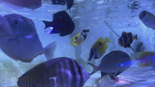 Onespot Foxface OF100501 WYSIWYG Size: M 3.5"