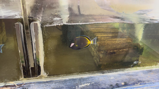 Powder Brown Tang PBT092103 WYSIWYG Size: XL 4.5" approx