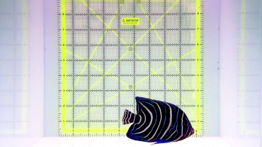 Koran Angelfish Juvenile KAJ110601 WYSIWYG Size: L 3.5"