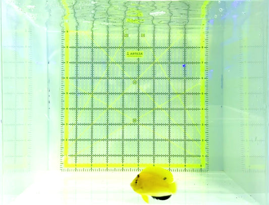 Flagfin Angelfish FA120701 WYSIWYG Size: S 2.25"