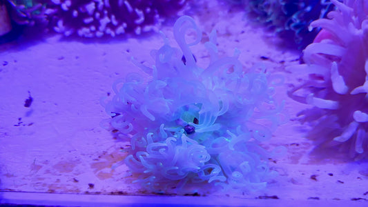 Green Long Tentacle Anemone GLTA071501 WYSIWYG Size ML: 4" to 6" approx