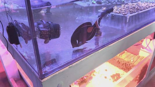 Achilles Tang AT080201 WYSIWYG Size: XXL/Show 7"