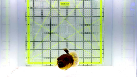 Yellow Belly Dogface Pufferfish YBDP103001 WYSIWYG Size: XL 5.5"