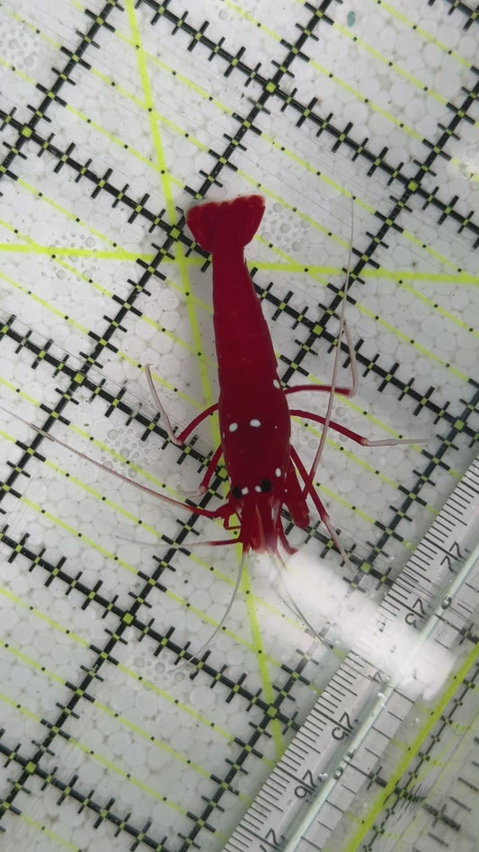 Fire Shrimp FS091601 WYSIWYG Size: XXL/SHOW 2.5"