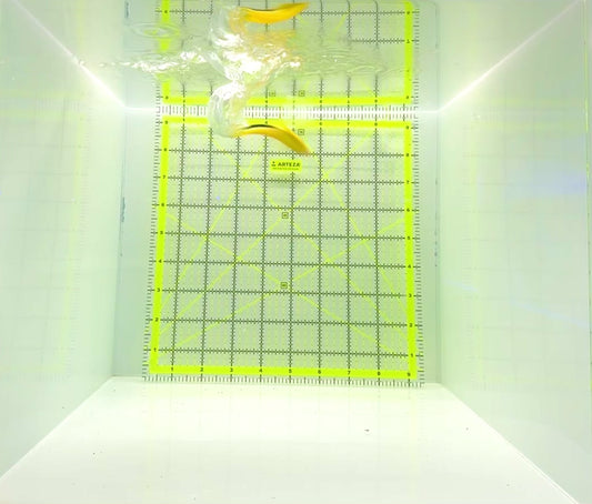 Flagfin Angelfish FA112201 WYSIWYG Size: S 2.5"