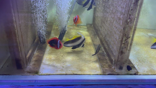 Heniochus Butterflyfish HB050102 WYSIWYG Size: XL 4.75" approx