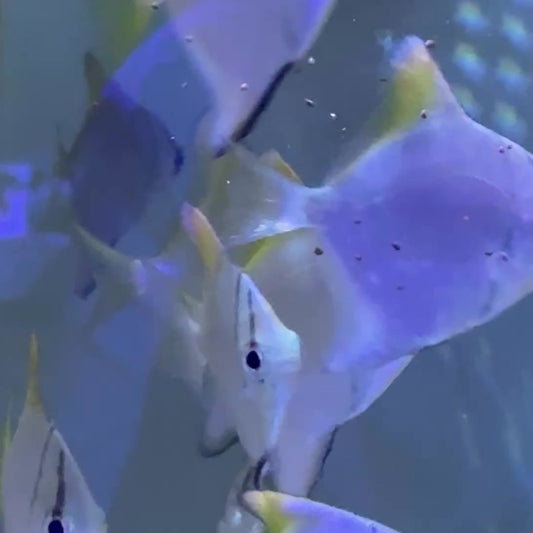 Powder Blue Tang PBT122601 WYSIWYG Size: M 3.25" approx