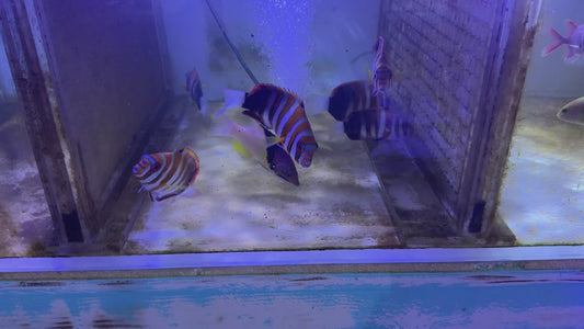 Eclipse Hogfish EH092101 WYSIWYG Size: L 5.25" approx