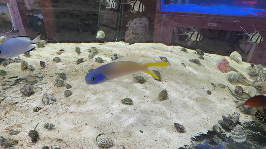 Blueface Tilefish BT082602 WYSIWYG Size: XL 5" approx