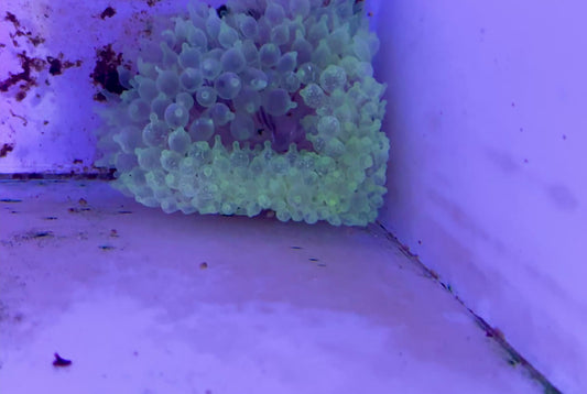 Snow Bubble Tip Anemone SBTA071501 WYSIWYG Size: XL 4" to 6" approx
