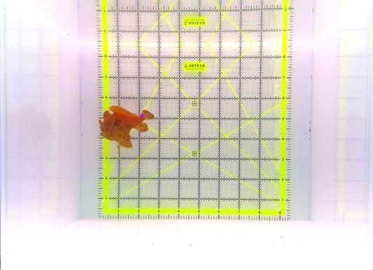 Angler A111101 WYSIWYG Size: ML 3.25"