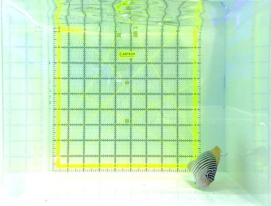 Swallowtail Angelfish Male (Reefsafe) SAM120801 WYAIWYG Size: L 5.5"