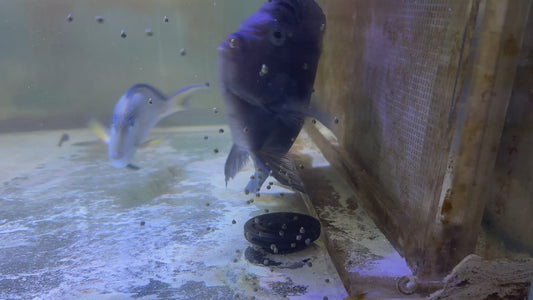 Maculosus Halfmoon Angelfish (Oman Special Grade Red Sea) MHA082101 WYSIWYG Size: XXXL/SHOW  10" approx