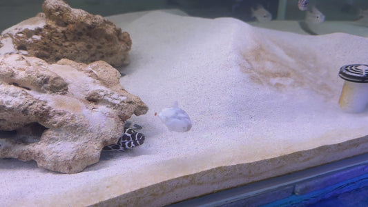 Tessellata Eel TE083102 WYSIWYG Size: M 12" approx