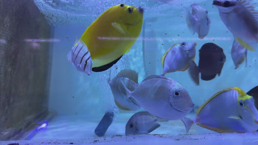 Flagfin Angelfish FA092101 WYSIWYG Size: L 4.75" approx