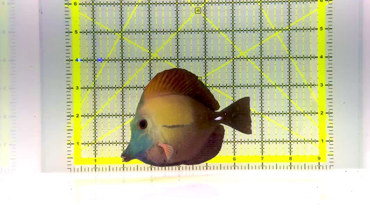 Rare Koi Scopas Tang RKST102401 WYSIWYG Size: XXL 5.5" approx