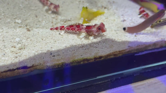 Red Scooter Dragonet RSD101102 WYSIWYG Size: S 1.5"