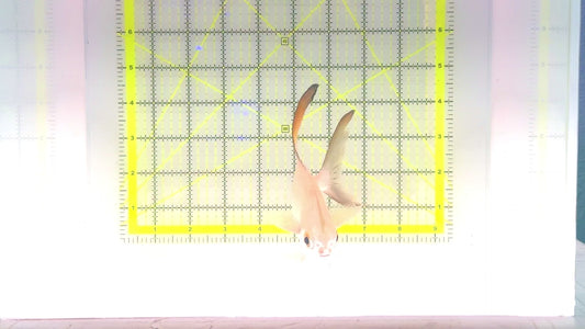 Round Pompano RP102801 WYSIWYG Size ML: 6.25" approx