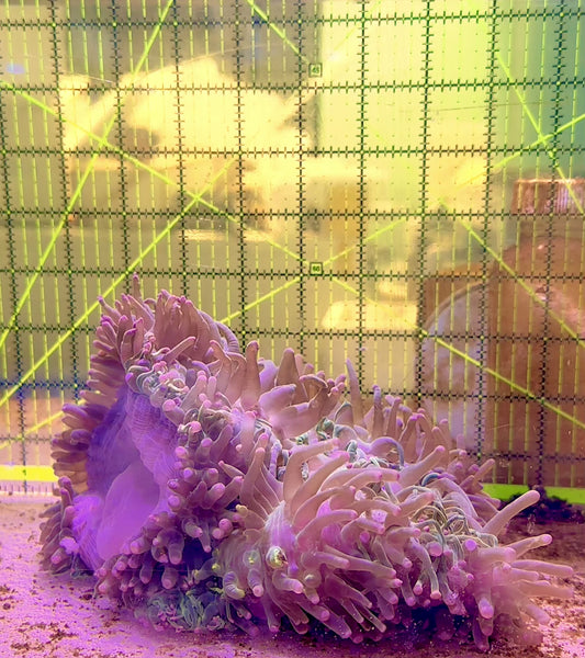 Purple Tip Neon Green Tentacle Ritteri Anemone (Maldives Import) PTNGTRA062901 WYSIWYG Size: XXXL 12" to 14" approx