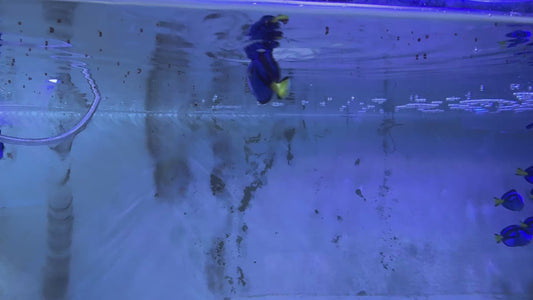 Blue Hippo Tang  BHT051504 WYSIWYG Size: M 4"