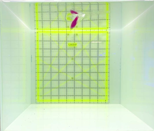 Strawberry Dottyback SD112201 WYSIWYG Size: 2"