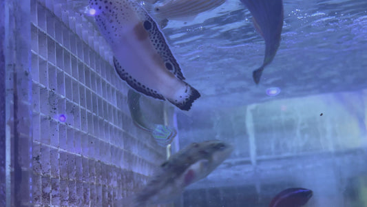 Melanurus Wrasse MW083101 WYSIWYG Size: XL 3.5" approx