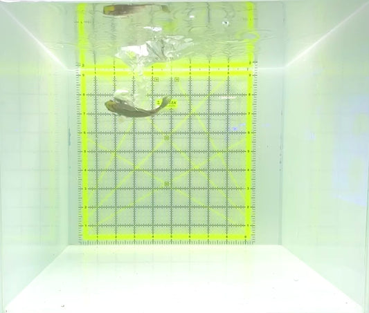 Naso Tang NT112302 WYSIWYG Size: M 3.5"