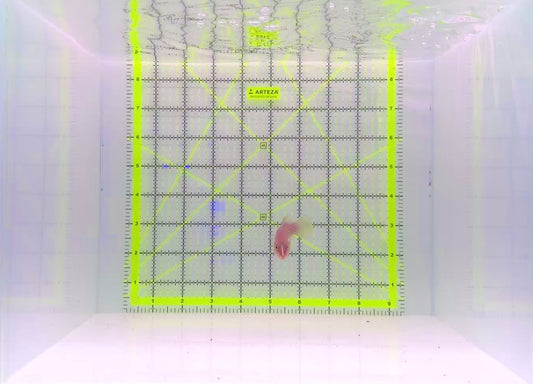 Christmas Island Eightline Wrasse CLEW091301 WYSIWYG Size: XL 3"