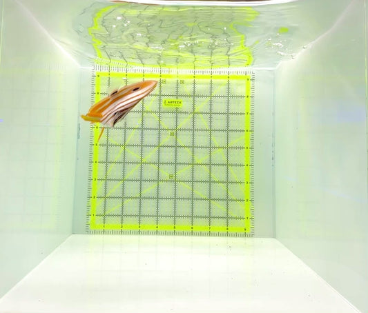 Copperband Butterflyfish CB112201 WYSIWYG Size: L 3.5"