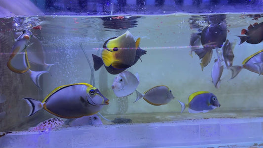 Blueface Angelfish Adult (Sumatra Vibrant Colors) BAA091703 WYSIWYG Size: XL 5.5" approx