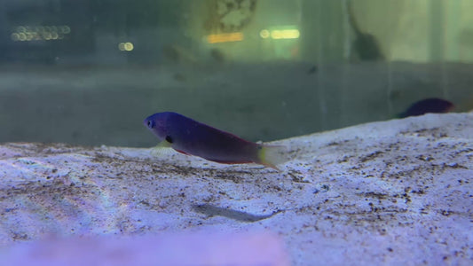 Orange Fin Wrasse OFW083101 WYSIWYG Size: L 2.5" approx