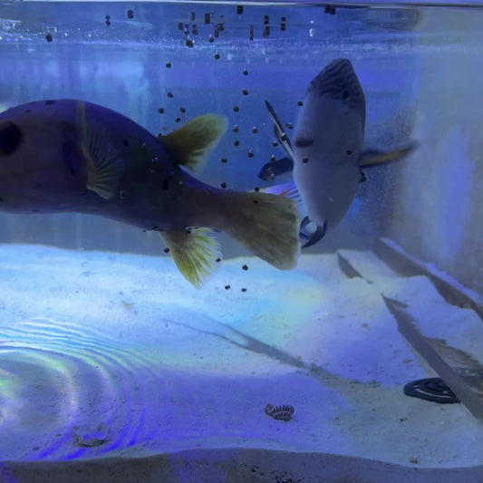 Sohal Tang (Oman Special Grade Red Sea) ST122602 WYSIWYG Size: SHOW 9.5"