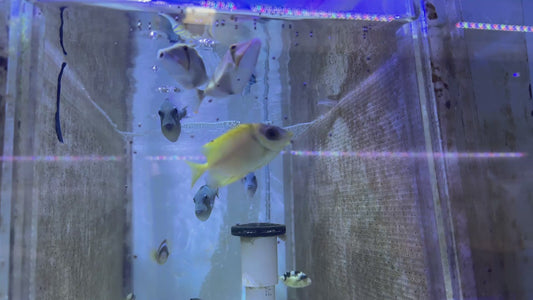 Bursa Triggerfish BT092101 WYSIWYG Size: M 3" approx