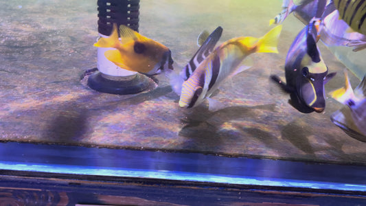 Onespot Foxface OF092101 WYSIWYG Size: M 3.25" approx