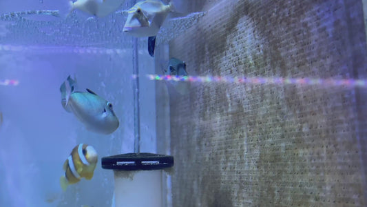 Goldenback Triggerfish GT092102 WYSIWYG Size: L 3" approx
