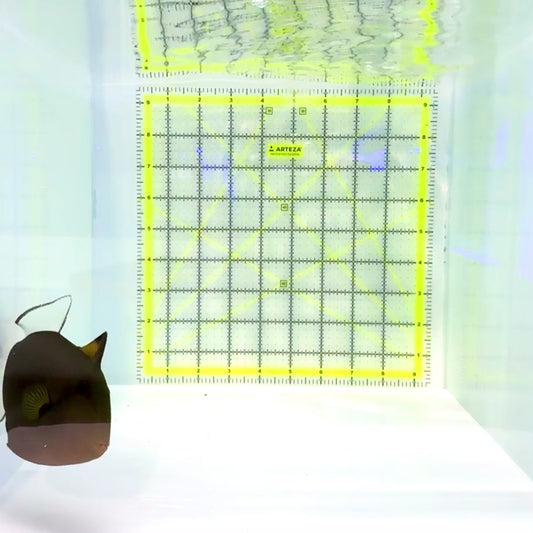 Pink Tail Triggerfish PTT112201 WYSIWYG Size: L 5"