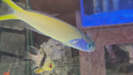 Blueface Tilefish BT082601 WYSIWYG Size: XL 5.5" approx