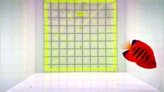 Flame Angelfish (Christmas Island, Super Red) FA110202 WYSIWYG Size: XL 3" approx