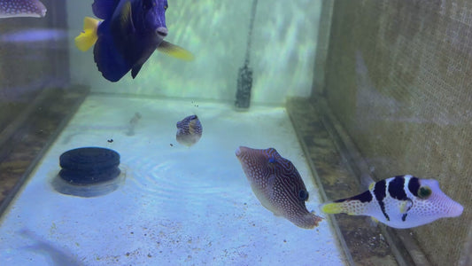 Blue Spot Toby Pufferfish BTP091302 WYSIWYG Size: 3"