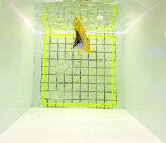 Yellow Longnose Butterflyfish YLB112201 WYSIWYG Size: XL 4.25"