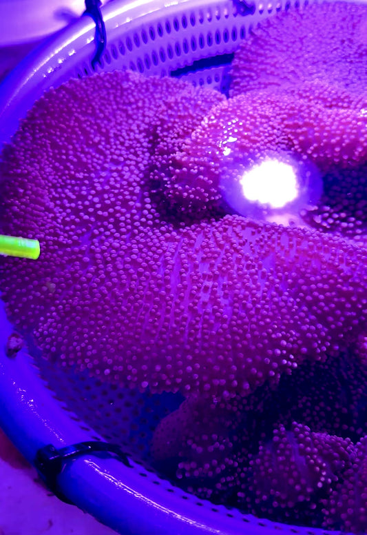 Mertensii Carpet Anemone MCA100301 WYSIWYG Size : Show XXL 12" And Above