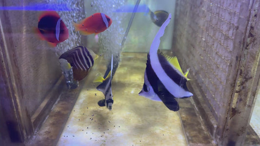 Sailfin Tang ST092101 WYSIWYG Size: SM 2.25" approx