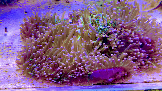 Purple Tip Neon Green Tentacle  Ritteri Anemone (Maldives Import) WYSIWYG PTRA062602 Size: XXXL/SHOW 16" and Above