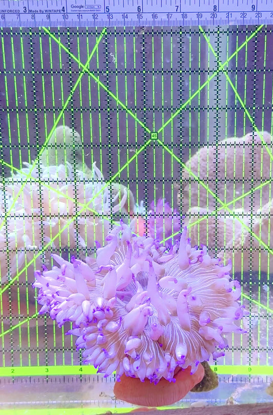 Purple Peppermint Long Tentacle Anemone PPLTA062301 WYSIWYG Size: L 5" to 6"