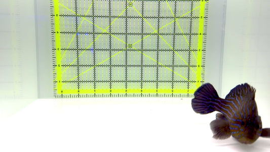 Blueline Grouper BG102201 WYSIWYG Size: XL 5.75"