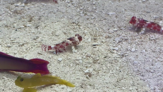 Red Scooter Dragonet RSD101106 WYSIWYG Size: S 1.5"