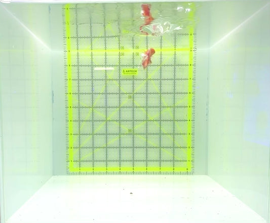 Pintail Fairy Wrasse PFW112302 WYSIWYG Size: XL 3"